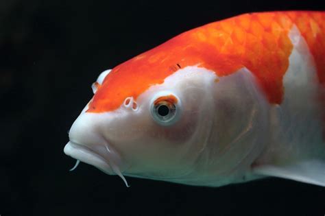 紅光滿面面相 日本錦鯉魚